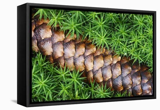 Norway Spruce (Picea Abies) Cone on Moss, Brtnicky Hradek, Bohemian Switzerland Np, Czech Republic-Ruiz-Framed Premier Image Canvas