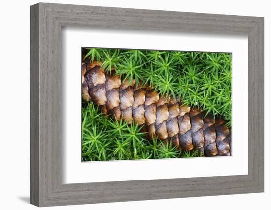 Norway Spruce (Picea Abies) Cone on Moss, Brtnicky Hradek, Bohemian Switzerland Np, Czech Republic-Ruiz-Framed Photographic Print