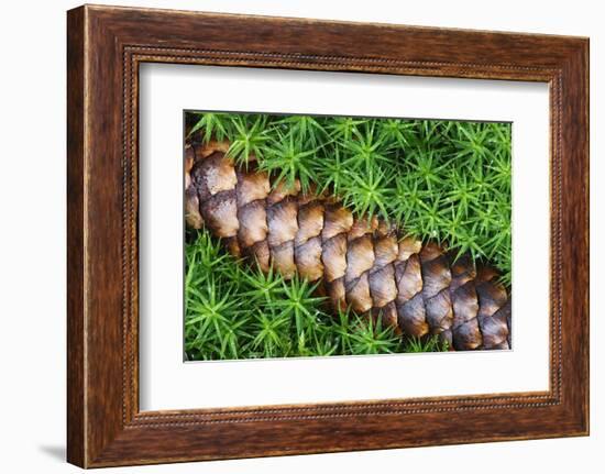 Norway Spruce (Picea Abies) Cone on Moss, Brtnicky Hradek, Bohemian Switzerland Np, Czech Republic-Ruiz-Framed Photographic Print