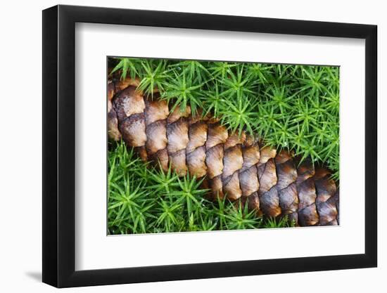 Norway Spruce (Picea Abies) Cone on Moss, Brtnicky Hradek, Bohemian Switzerland Np, Czech Republic-Ruiz-Framed Photographic Print