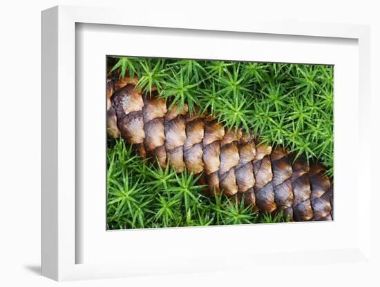 Norway Spruce (Picea Abies) Cone on Moss, Brtnicky Hradek, Bohemian Switzerland Np, Czech Republic-Ruiz-Framed Photographic Print