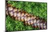 Norway Spruce (Picea Abies) Cone on Moss, Brtnicky Hradek, Bohemian Switzerland Np, Czech Republic-Ruiz-Mounted Photographic Print