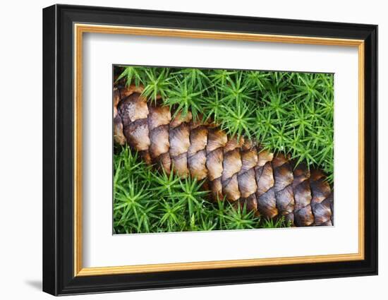 Norway Spruce (Picea Abies) Cone on Moss, Brtnicky Hradek, Bohemian Switzerland Np, Czech Republic-Ruiz-Framed Photographic Print