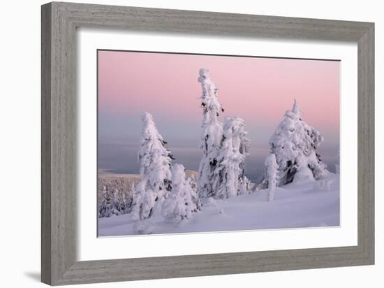 Norway Spruce Trees Covered in Snow and Ice-null-Framed Photographic Print