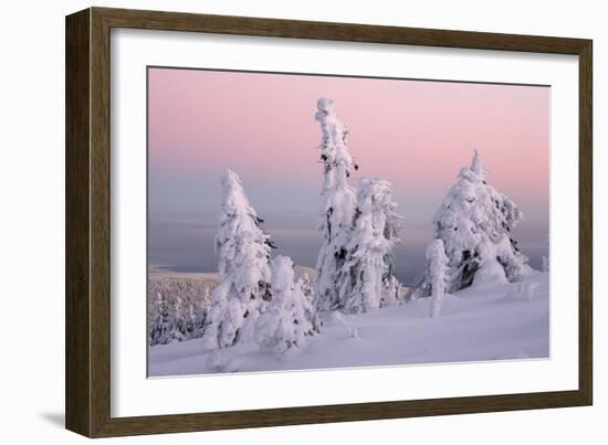 Norway Spruce Trees Covered in Snow and Ice-null-Framed Photographic Print