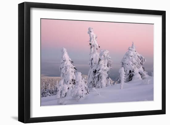 Norway Spruce Trees Covered in Snow and Ice-null-Framed Photographic Print