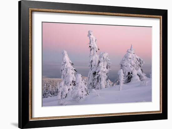 Norway Spruce Trees Covered in Snow and Ice-null-Framed Photographic Print