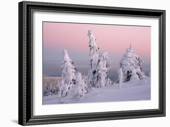 Norway Spruce Trees Covered in Snow and Ice-null-Framed Photographic Print