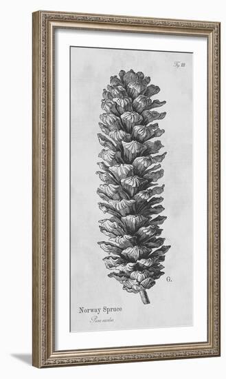 Norway Spruce-Maria Mendez-Framed Giclee Print