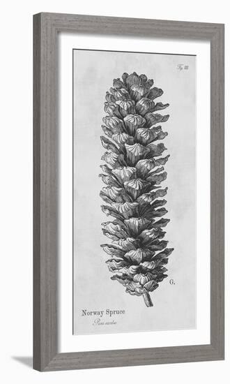 Norway Spruce-Maria Mendez-Framed Giclee Print