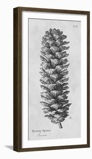 Norway Spruce-Maria Mendez-Framed Giclee Print