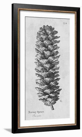 Norway Spruce-Maria Mendez-Framed Giclee Print