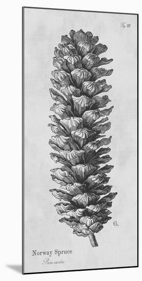 Norway Spruce-Maria Mendez-Mounted Giclee Print