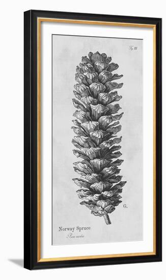 Norway Spruce-Maria Mendez-Framed Giclee Print