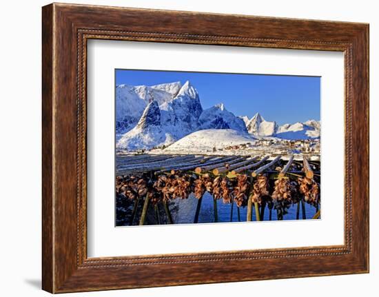 Norway, Stockfish, Cod, Hamnoy-Bernd Rommelt-Framed Photographic Print