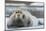 Norway. Svalbard. 14th of July Glacier. Bearded Seal on an Ice Floe-Inger Hogstrom-Mounted Photographic Print