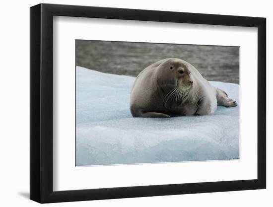 Norway. Svalbard. 14th of July Glacier. Bearded Seal on an Ice Floe-Inger Hogstrom-Framed Photographic Print