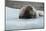 Norway. Svalbard. 14th of July Glacier. Bearded Seal on an Ice Floe-Inger Hogstrom-Mounted Photographic Print