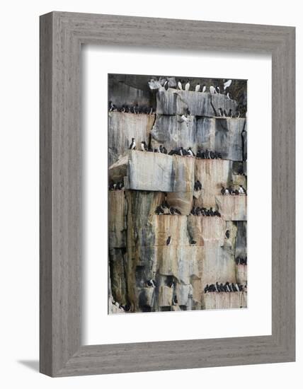 Norway. Svalbard. Alkefjellet. Colony of Common Guillemots-Inger Hogstrom-Framed Photographic Print