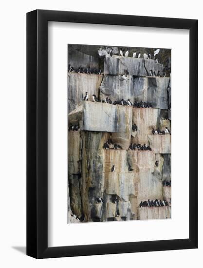 Norway. Svalbard. Alkefjellet. Colony of Common Guillemots-Inger Hogstrom-Framed Photographic Print