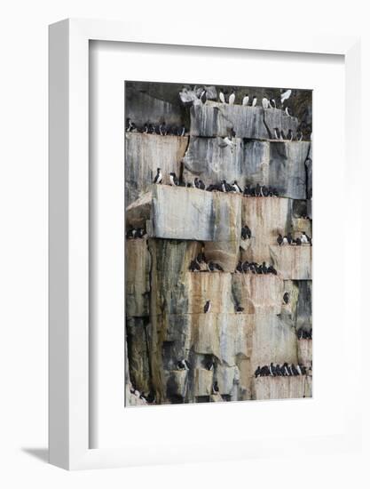 Norway. Svalbard. Alkefjellet. Colony of Common Guillemots-Inger Hogstrom-Framed Photographic Print