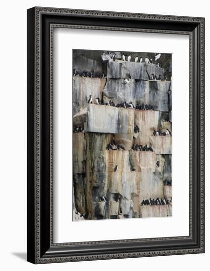 Norway. Svalbard. Alkefjellet. Colony of Common Guillemots-Inger Hogstrom-Framed Photographic Print