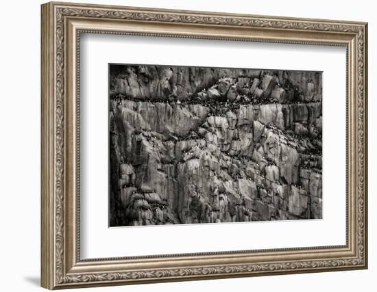 Norway, Svalbard Archipelago. Bird Colony on Cliff-Bill Young-Framed Photographic Print