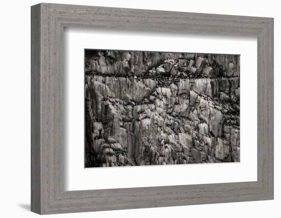 Norway, Svalbard Archipelago. Bird Colony on Cliff-Bill Young-Framed Photographic Print