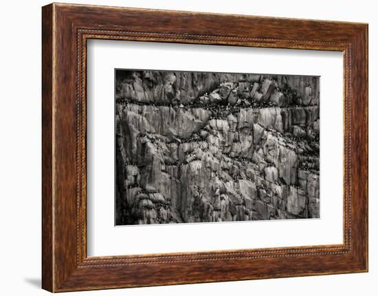 Norway, Svalbard Archipelago. Bird Colony on Cliff-Bill Young-Framed Photographic Print