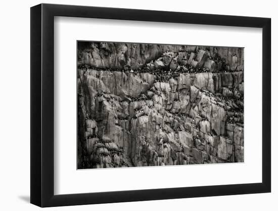 Norway, Svalbard Archipelago. Bird Colony on Cliff-Bill Young-Framed Photographic Print