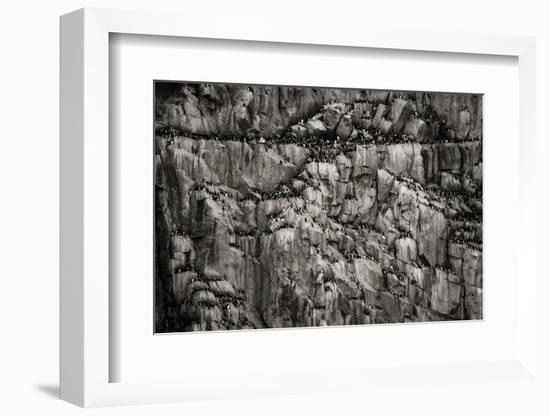 Norway, Svalbard Archipelago. Bird Colony on Cliff-Bill Young-Framed Photographic Print