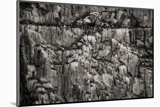 Norway, Svalbard Archipelago. Bird Colony on Cliff-Bill Young-Mounted Photographic Print