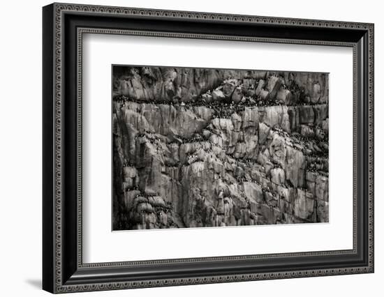 Norway, Svalbard Archipelago. Bird Colony on Cliff-Bill Young-Framed Photographic Print