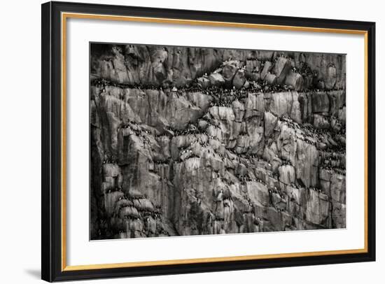 Norway, Svalbard Archipelago. Bird Colony on Cliff-Bill Young-Framed Photographic Print