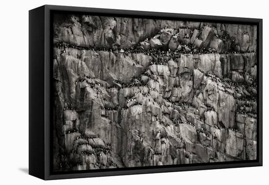 Norway, Svalbard Archipelago. Bird Colony on Cliff-Bill Young-Framed Premier Image Canvas