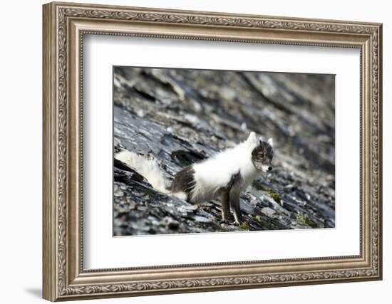 Norway. Svalbard. Barentsoya. Arctic Fox in a Mixed Coat-Inger Hogstrom-Framed Photographic Print