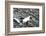 Norway. Svalbard. Barentsoya. Arctic Fox in a Mixed Coat-Inger Hogstrom-Framed Photographic Print