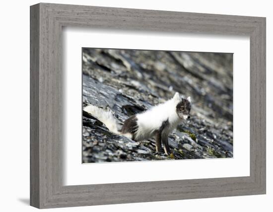 Norway. Svalbard. Barentsoya. Arctic Fox in a Mixed Coat-Inger Hogstrom-Framed Photographic Print