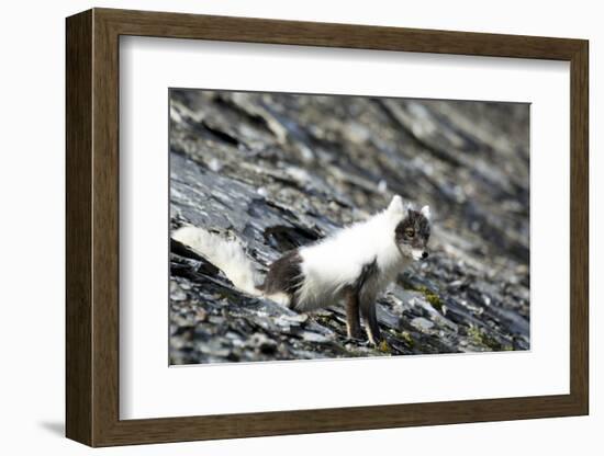 Norway. Svalbard. Barentsoya. Arctic Fox in a Mixed Coat-Inger Hogstrom-Framed Photographic Print