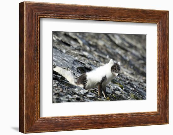 Norway. Svalbard. Barentsoya. Arctic Fox in a Mixed Coat-Inger Hogstrom-Framed Photographic Print