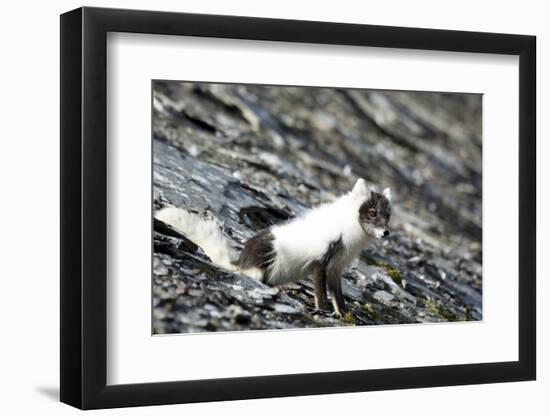 Norway. Svalbard. Barentsoya. Arctic Fox in a Mixed Coat-Inger Hogstrom-Framed Photographic Print