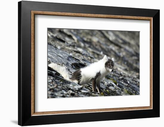 Norway. Svalbard. Barentsoya. Arctic Fox in a Mixed Coat-Inger Hogstrom-Framed Photographic Print