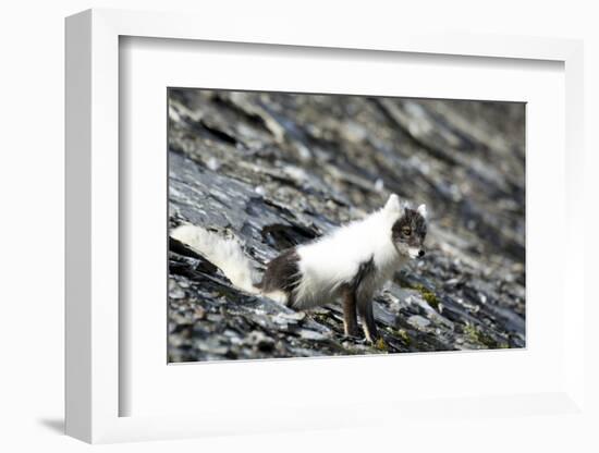 Norway. Svalbard. Barentsoya. Arctic Fox in a Mixed Coat-Inger Hogstrom-Framed Photographic Print