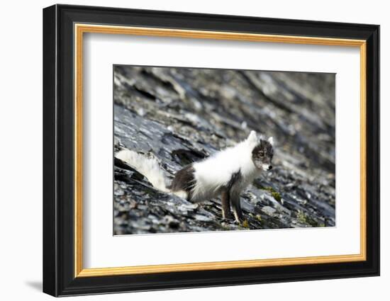 Norway. Svalbard. Barentsoya. Arctic Fox in a Mixed Coat-Inger Hogstrom-Framed Photographic Print