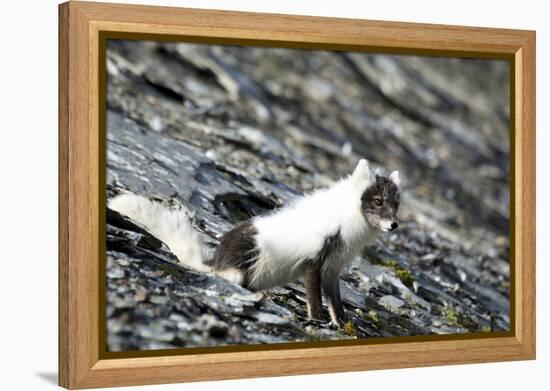 Norway. Svalbard. Barentsoya. Arctic Fox in a Mixed Coat-Inger Hogstrom-Framed Premier Image Canvas