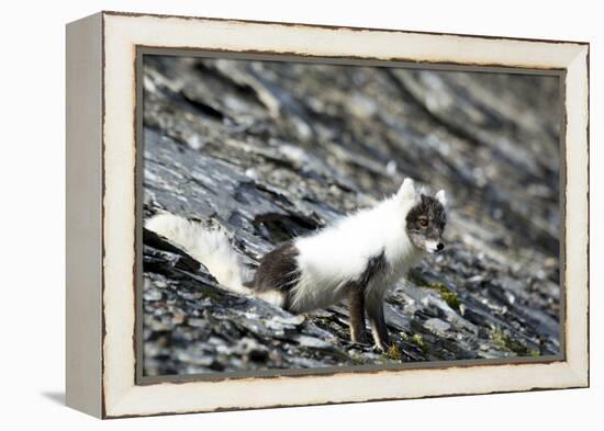 Norway. Svalbard. Barentsoya. Arctic Fox in a Mixed Coat-Inger Hogstrom-Framed Premier Image Canvas