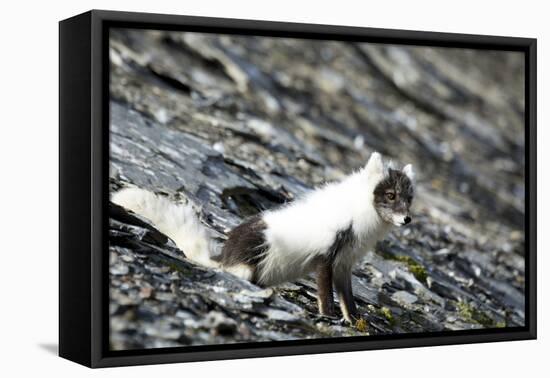 Norway. Svalbard. Barentsoya. Arctic Fox in a Mixed Coat-Inger Hogstrom-Framed Premier Image Canvas