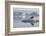 Norway, Svalbard. Bearded Seal Resting on Ice-Jaynes Gallery-Framed Photographic Print