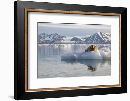 Norway, Svalbard. Bearded Seal Resting on Ice-Jaynes Gallery-Framed Photographic Print