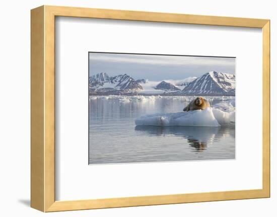 Norway, Svalbard. Bearded Seal Resting on Ice-Jaynes Gallery-Framed Photographic Print